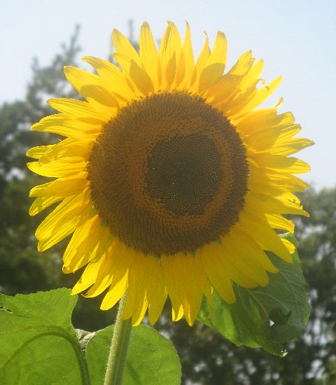 Sunflowers in Westport